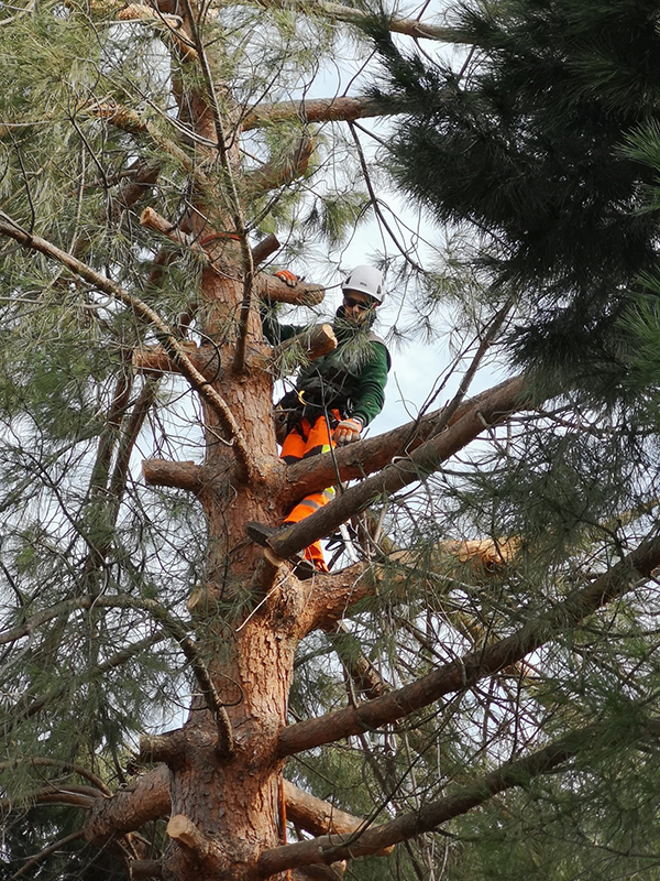 poda-arbol-en-altura-madrid Arborista certificado realizando poda en altura en un pino en Madrid