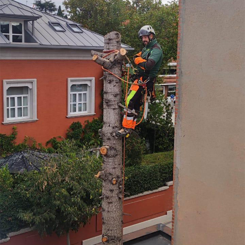 arborista-certificado-apeo-controlado-arbol-altura-madrid-jardineria-pacheco arborista certificado en apeo controlado de árbol en altura madrid jardinería pacheco