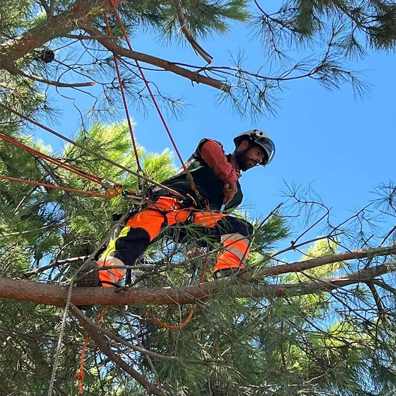 arborista-certificado-arboricultura-profesional-madrid-jardineria-pacheco Arborista certificado en trabajos de arboricultura profesional – Jardinería Pacheco, expertos en poda y apeo en Madrid.<br />