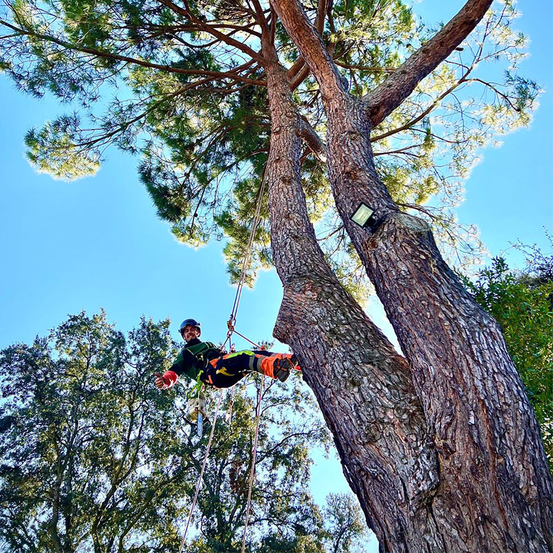 arborista-certificado-poda-en-altura-arbol-madrid-jardineria-pacheco arborista certificado poda en altura de pino madrid jardinería pacheco<br />