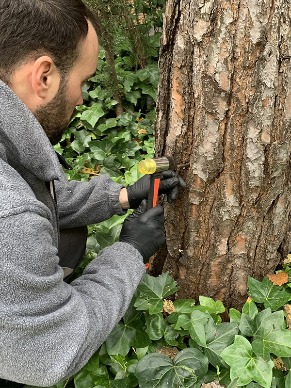 endoterapia-arbol-control-plagas-arborista endoterapia en árbol contra plagas realizada por técnico arborista certificado