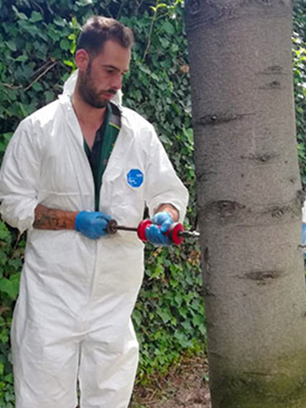 endoterapia-arboles-tratamiento-fitosanitario-madrid-jardineria-pacheco endoterapia en árboles tratamiento fitosanitario madrid jardinería pacheco
