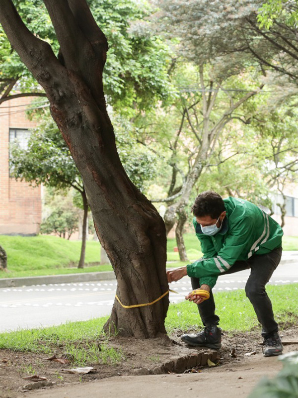 evaluacion-riesgo-arbol-medicion técnico midiendo inclinación de un árbol para evaluación de riesgo