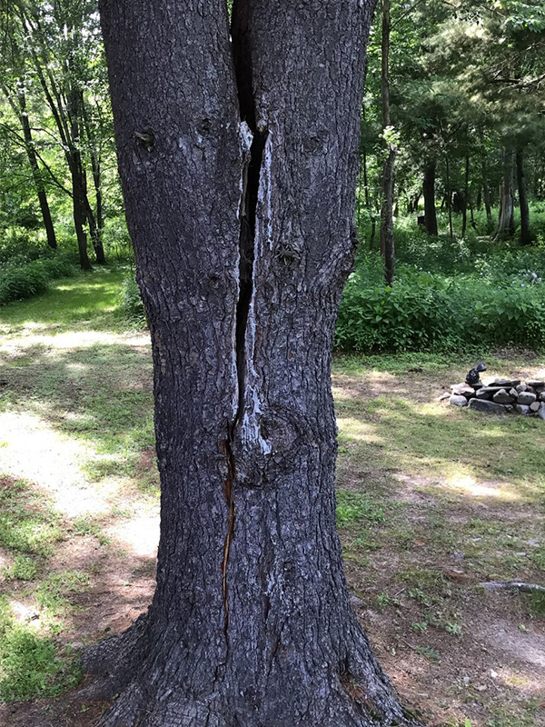 evaluacion-riesgo-arbol-tronco-abierto árbol con tronco abierto evaluado por riesgo de caída