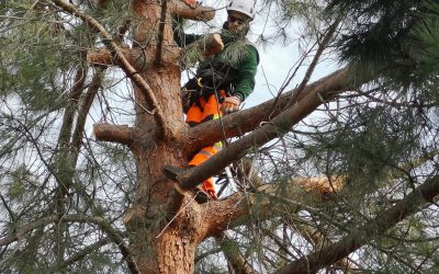 El arte de colgarse entre ramas: el arborista de altura 🌳