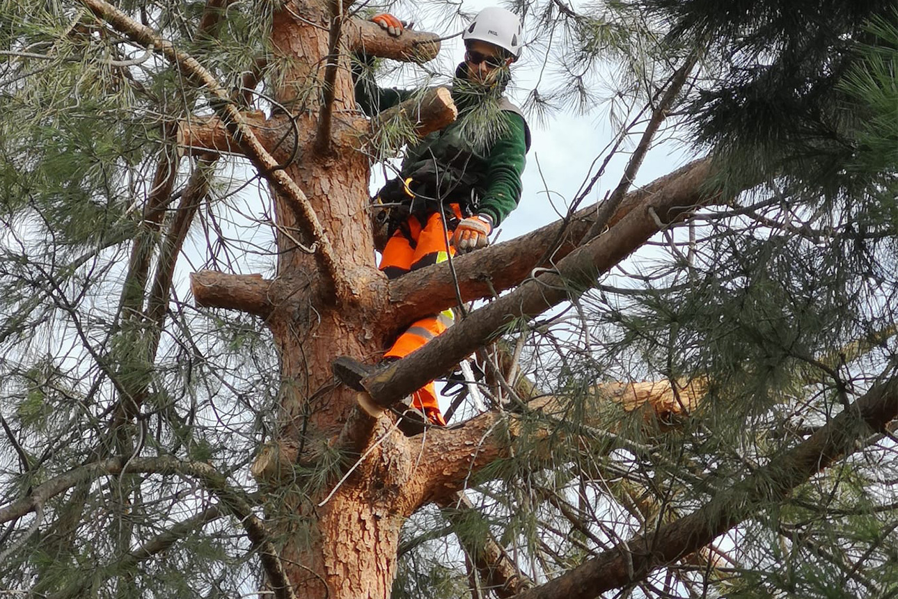 jkbkbik arborista certificado en trabajos verticales de arboricultura madrid jardinería pacheco