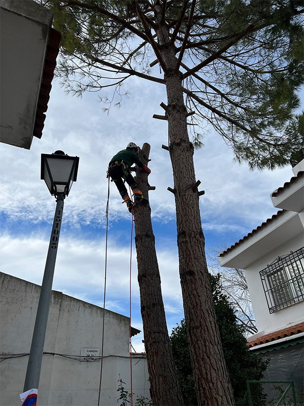 poda-altura-arborista-certificado-zona-urbana arborista certificado realizando poda en altura de pino en zona urbana