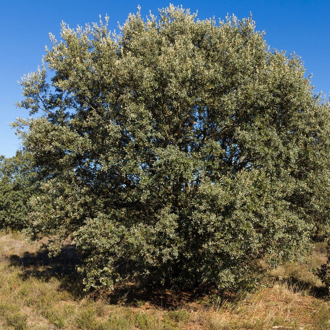 Ejemplar de Encina (Quercus ilex) en la meseta, un árbol perennifolio extremadamente resistente al clima extremo de Madrid.
