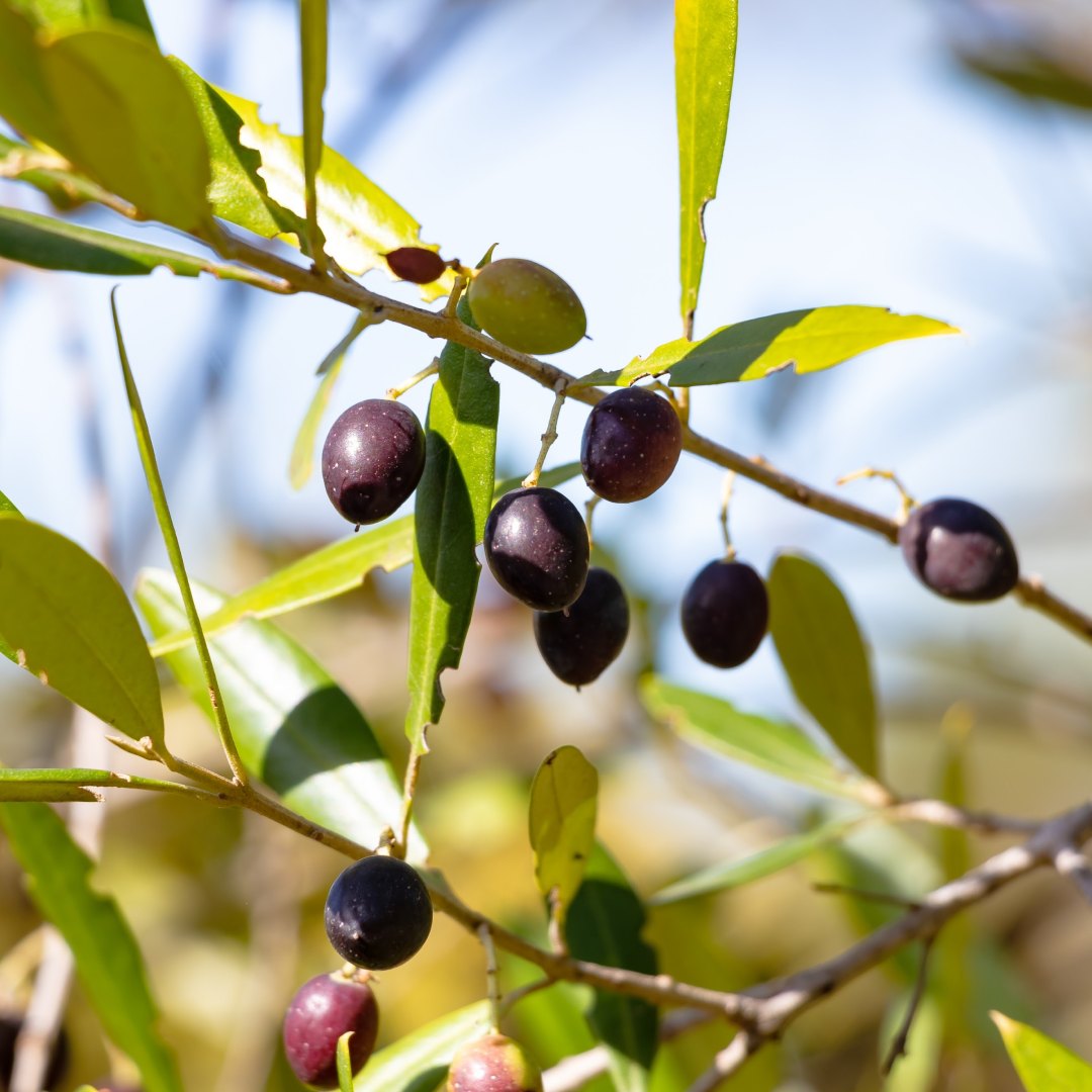 Detalle de una rama de Olivo (Olea europaea) con aceitunas maduras, árbol frutal y ornamental adaptado al calor de Madrid.