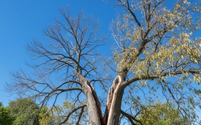 7 Señales Invisibles de que tu Árbol está en Riesgo de Caída: Guía de Seguridad para Propietarios