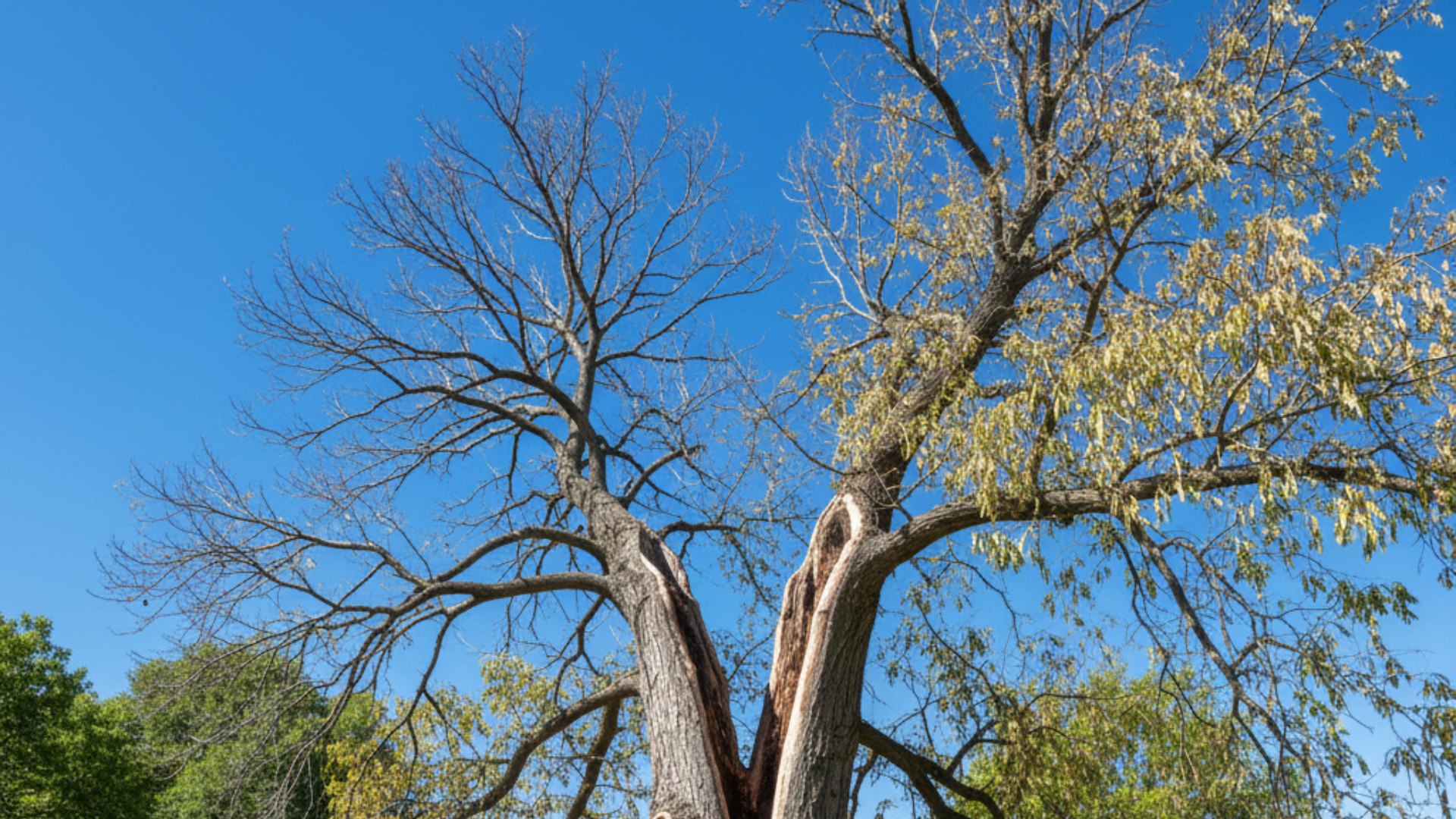 Proyecto nuevo (2) arborista certificado en trabajos verticales de arboricultura madrid jardinería pacheco