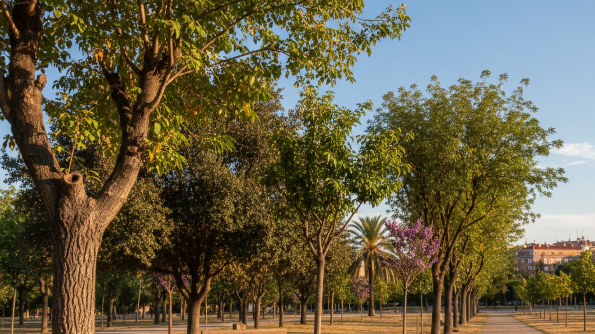 Árboles en Madrid con signos de estrés severo por calor extremo y falta de adaptación al clima.