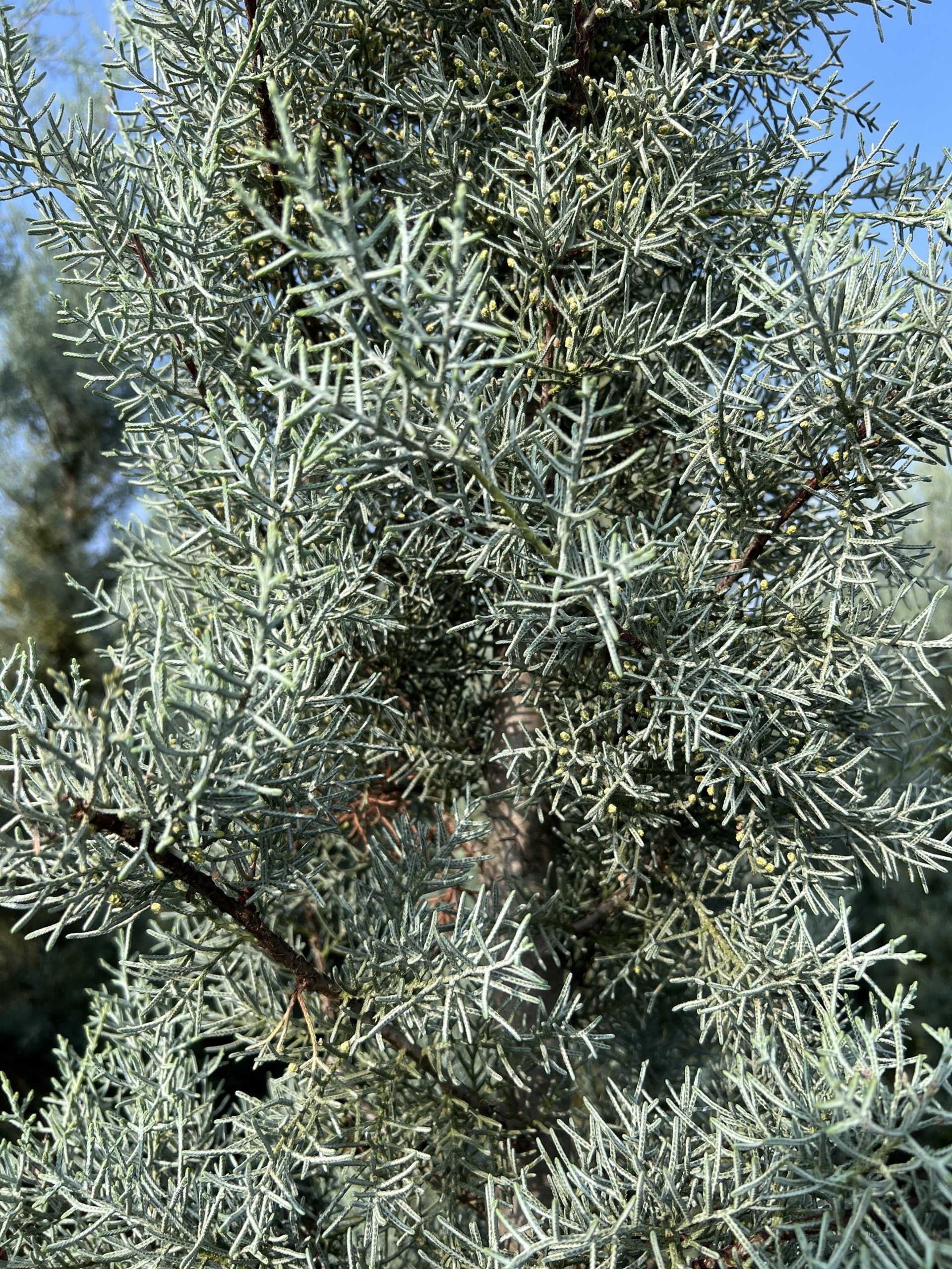 Follaje denso y azulado de un Ciprés de Arizona (Cupressus arizonica), árbol de bajo mantenimiento y alta resistencia para Madrid.