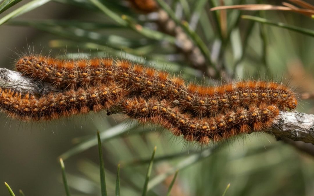 Plagas más comunes en jardines de Madrid y cómo tratarlas de forma ecológica