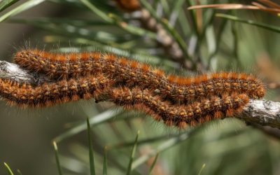 Plagas más comunes en jardines de Madrid y cómo tratarlas de forma ecológica