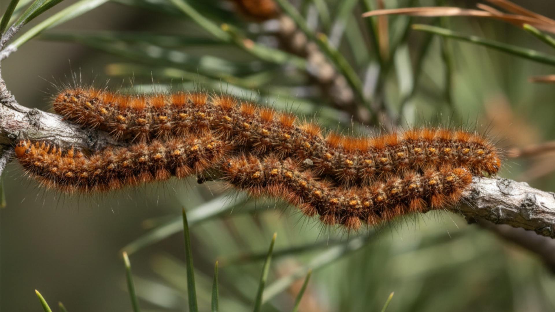 Primer plano de orugas de procesionaria del pino (Thaumetopoea pityocampa) avanzando en hilera sobre una rama de pino en Madrid.