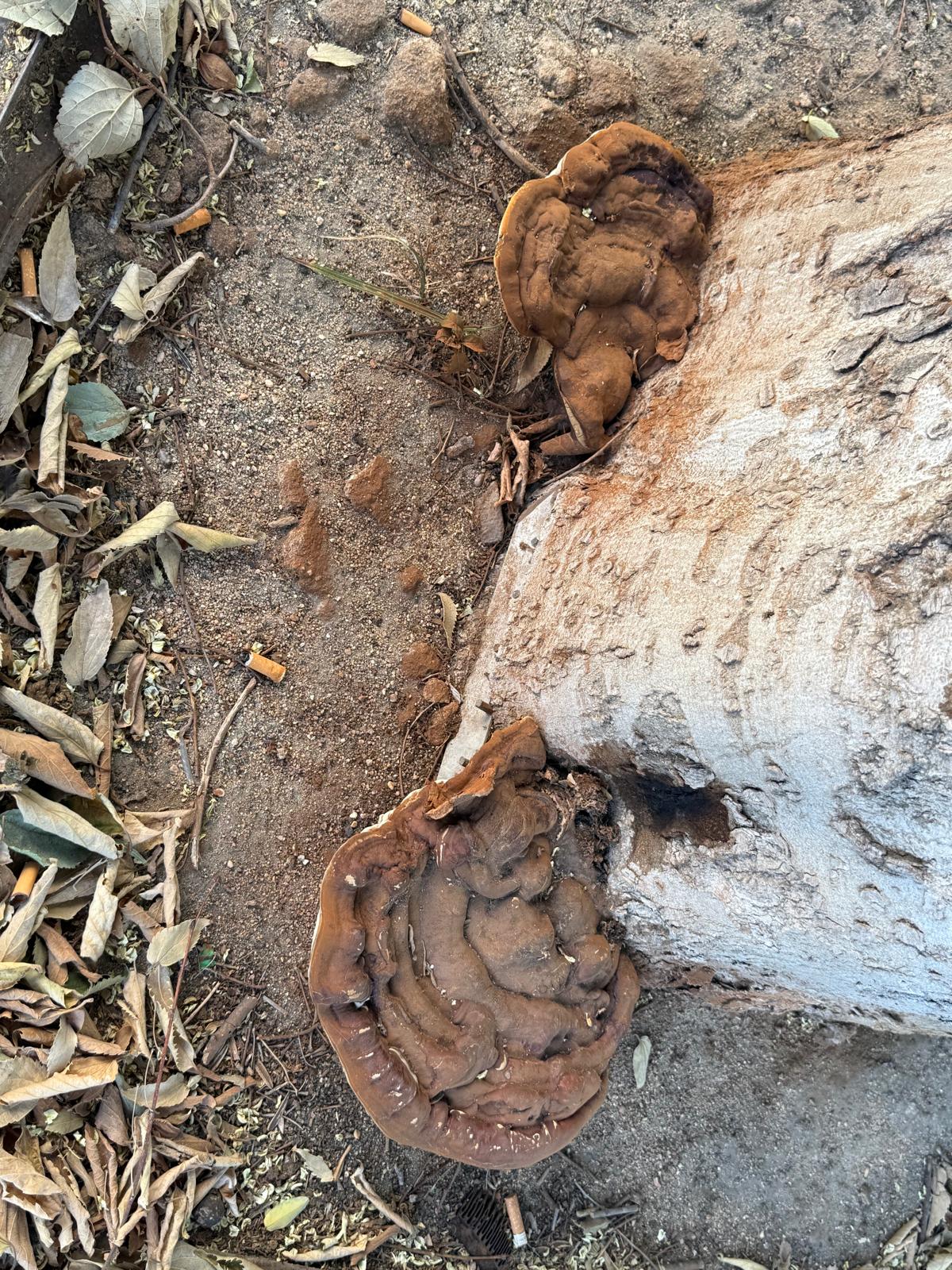ganoderma-applanatum-celtis-australis-hongo Hongo Ganoderma applanatum (hongo del artista) detectado en la base de un ejemplar de Celtis australis (Almez) en Madrid.