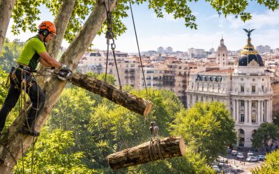 Poda y tala de árboles en altura en Madrid: guía completa para un jardín seguro y saludable
