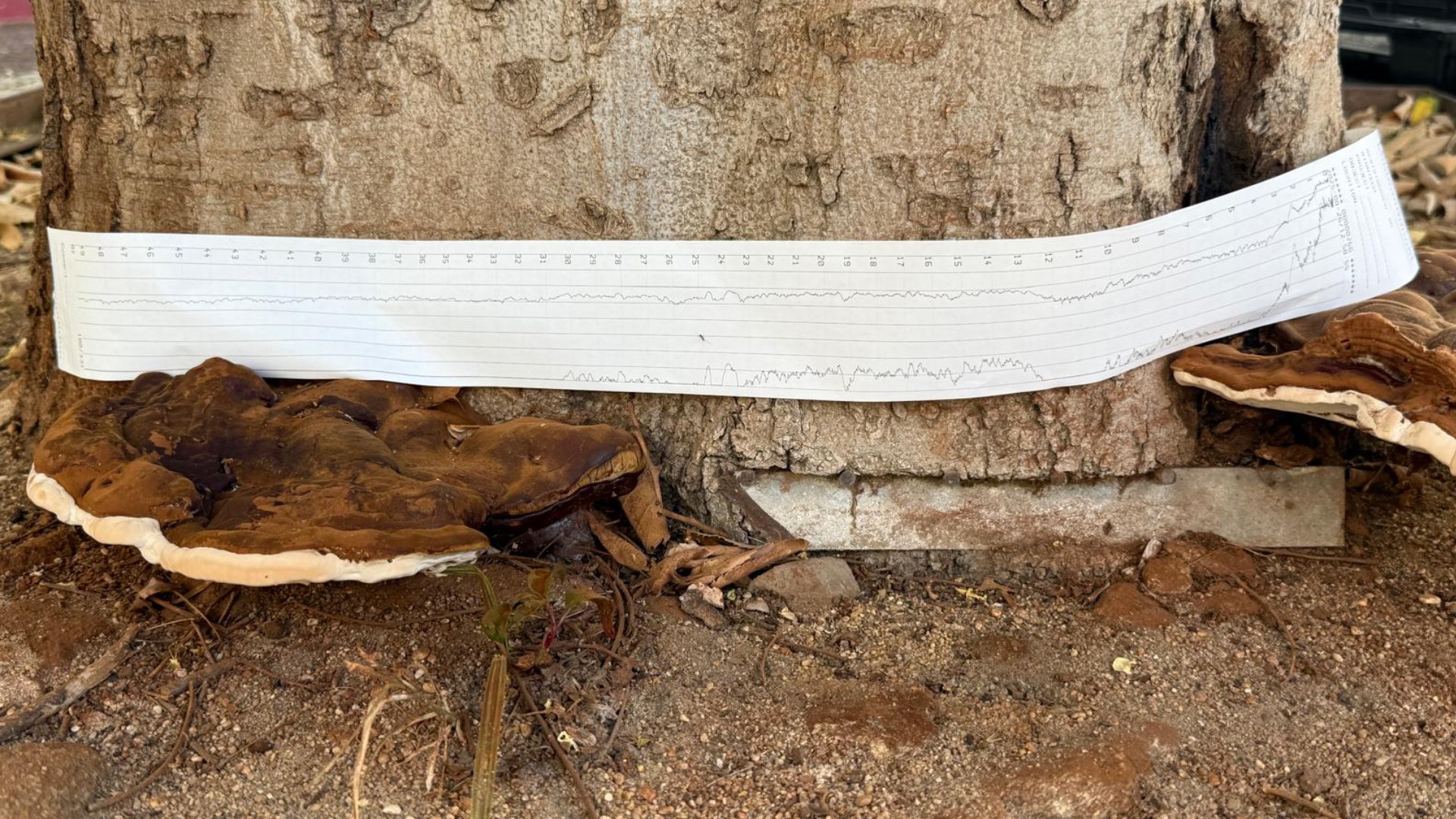 resistografia-arbol-hongo-ganoderma-madrid Prueba de resistografía en un tronco de Celtis australis afectado por el hongo Ganoderma applanatum para medir la madera sana residual.