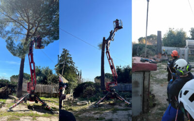 Apeo de Pinus pinea tras un temporal en Madrid: seguridad y cuidado profesional