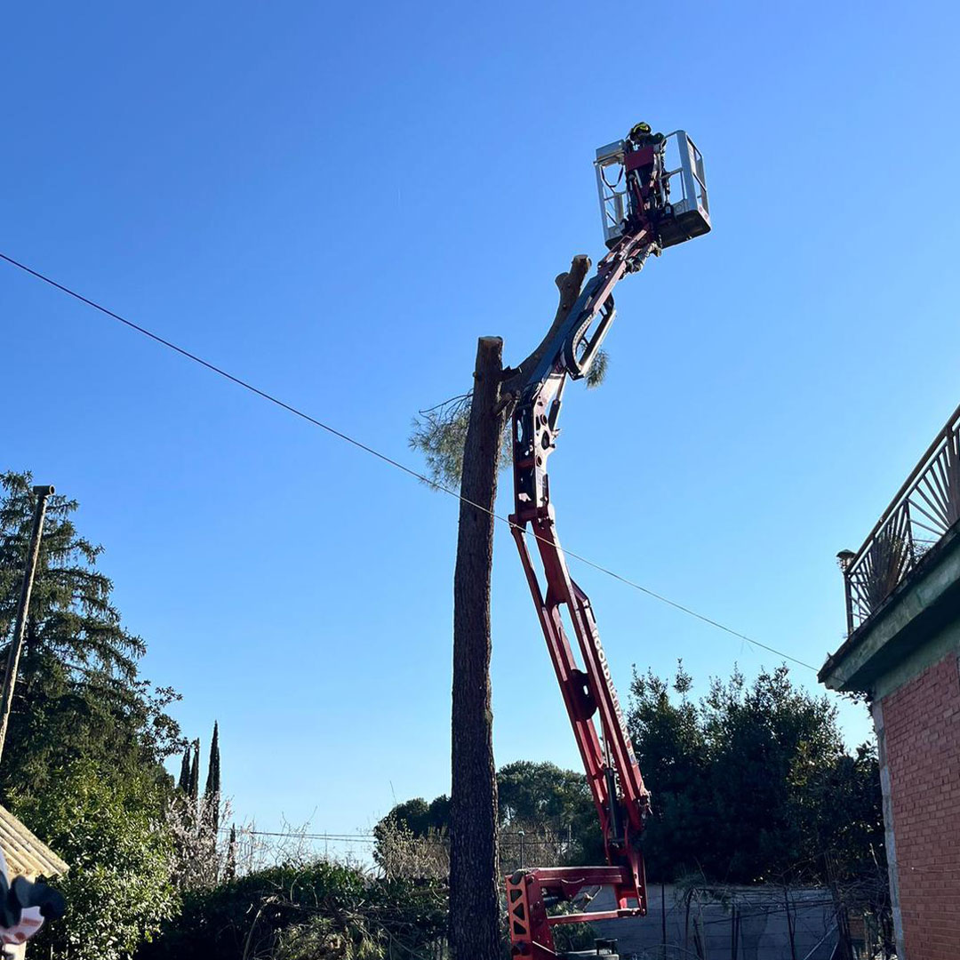 Apeo de pino en Madrid por secciones con plataforma elevadora en entorno residencial