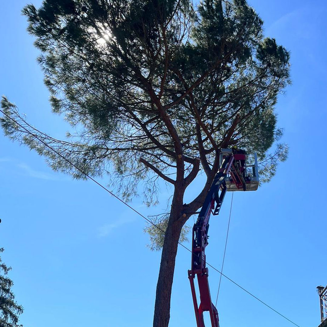 Poda de pino en altura en Madrid con plataforma elevadora y técnicas profesionales