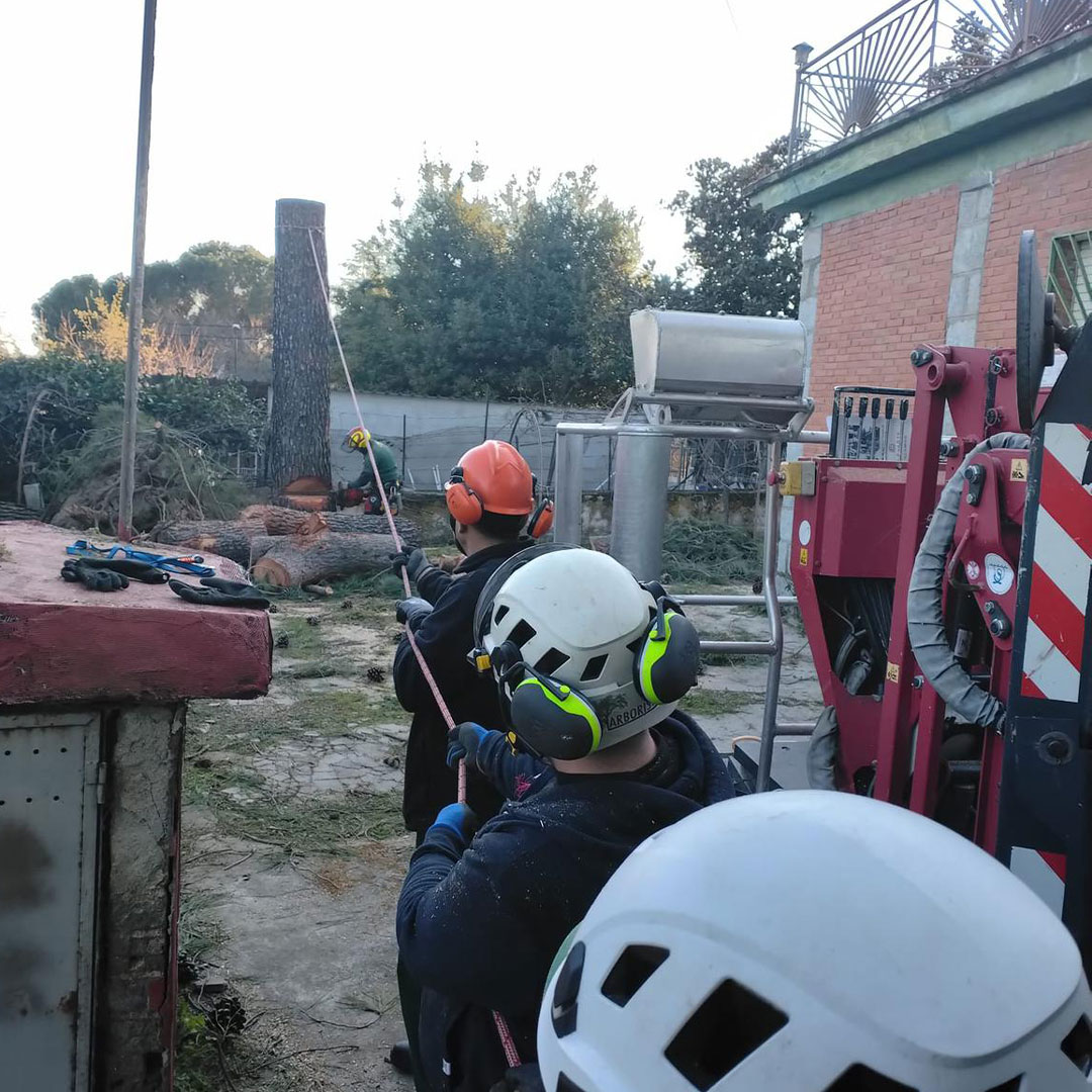 Tala controlada de árbol en Madrid con sistema de cuerdas y equipo profesional