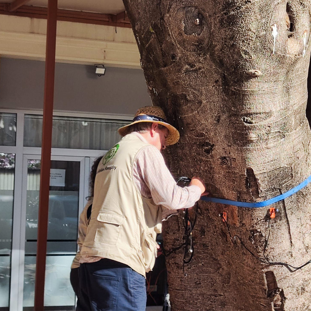 Técnico realizando evaluación de árbol con sensores de ultrasonidos para detectar fallos estructurales en Madrid