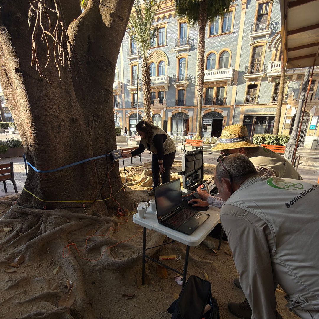 Evaluación de riesgo de árbol en entorno urbano con tomografía y análisis técnico en Madrid