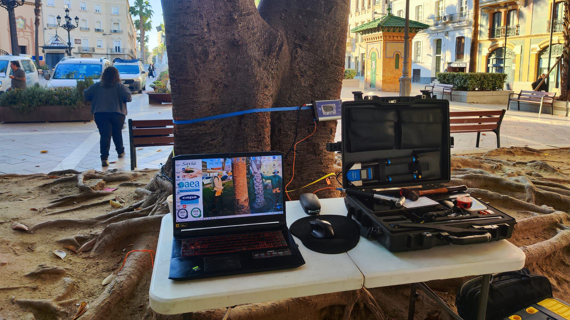 Tomografía de árbol con ultrasonidos para evaluación de riesgo en entorno urbano en Madrid