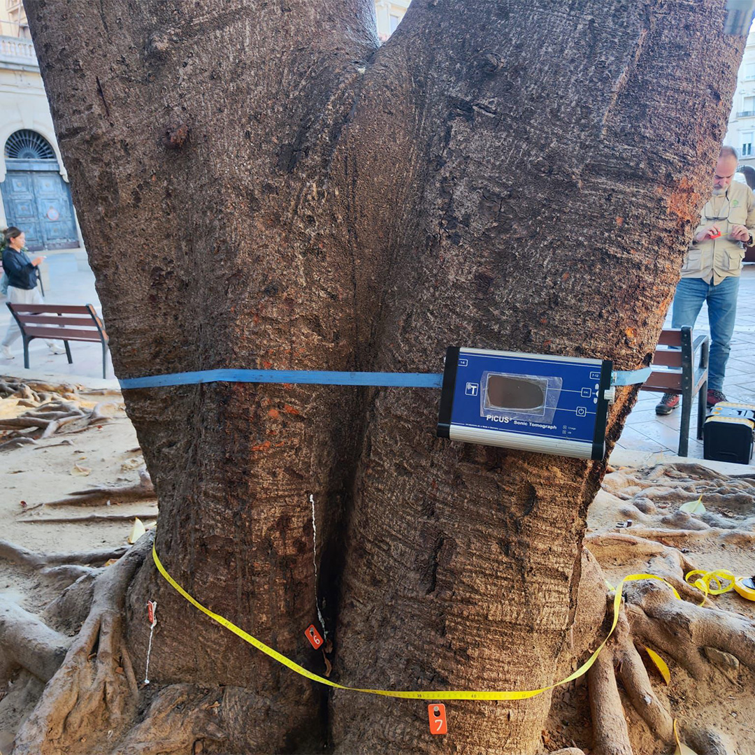 Tomografía de árbol con ultrasonidos en Madrid para evaluación de riesgo estructural y detección de pudrición interna