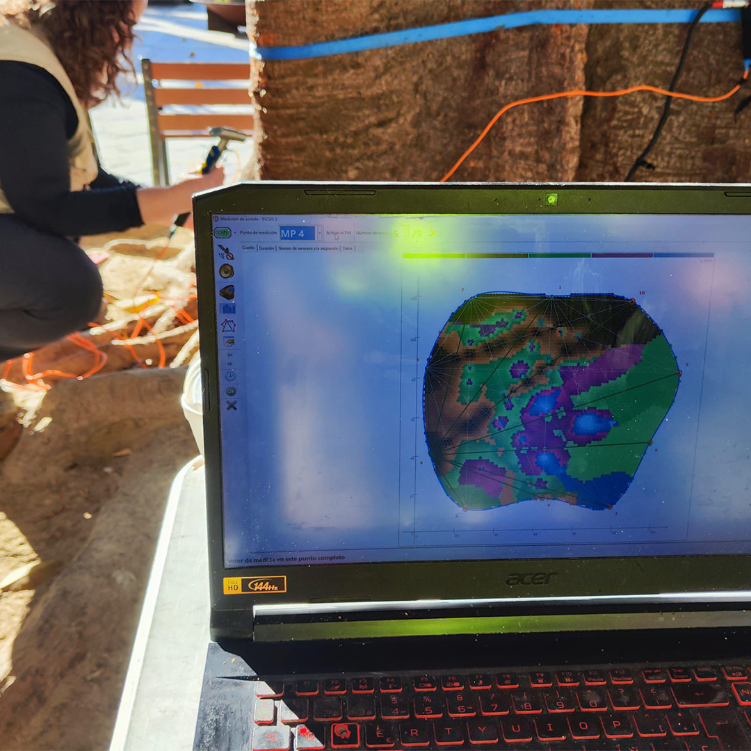 tomografía de árbol con ultrasonidos para detectar daños internos