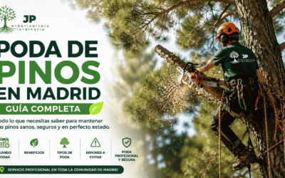 Poda de pinos en Madrid: guía completa para mantener árboles sanos y seguros