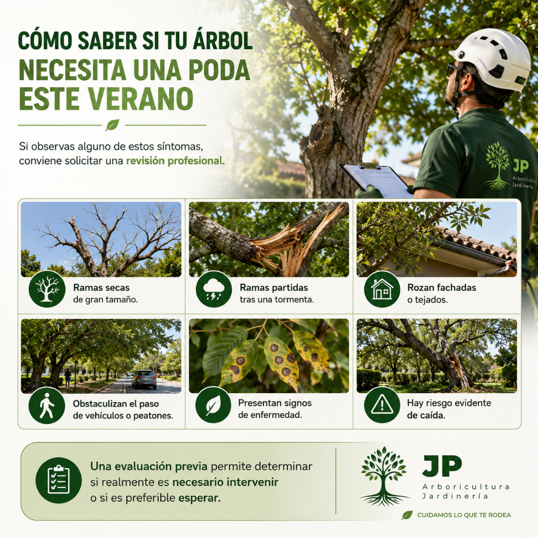 Arborista inspeccionando un árbol para determinar si necesita una poda durante el verano en Madrid. Se muestran señales como ramas secas, ramas partidas, riesgo de caída y síntomas de enfermedad.