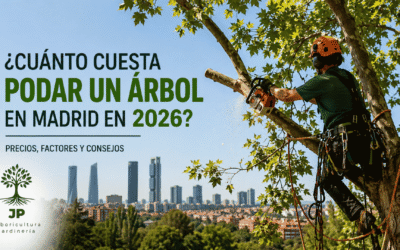 Cuánto cuesta podar un árbol en Madrid en 2026: precios, factores y recomendaciones