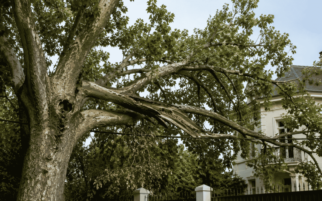 ¿Cómo saber si un árbol necesita poda urgente? Señales de alerta que no debes ignorar en Madrid