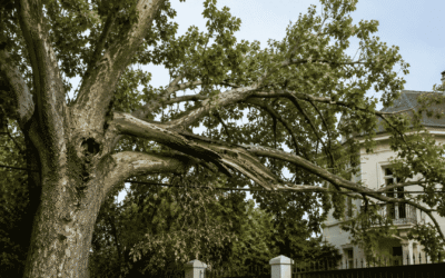 ¿Cómo saber si un árbol necesita poda urgente? Señales de alerta que no debes ignorar en Madrid