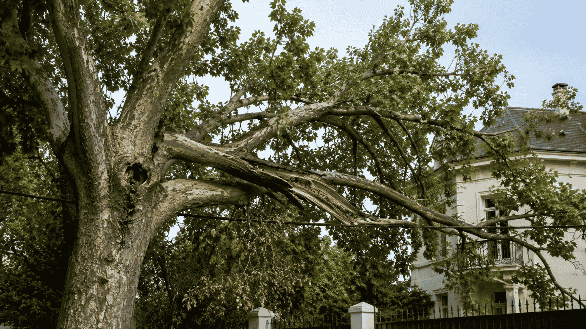 Árbol con una rama de gran tamaño parcialmente rota sobre una vivienda, señal de que necesita una poda urgente para evitar riesgos en Madrid.