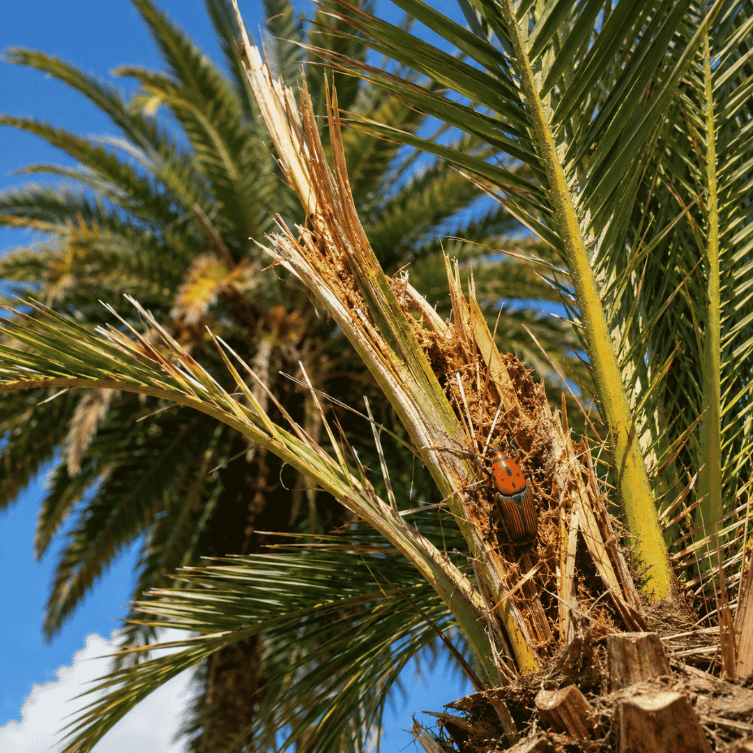 Picudo rojo sobre una palmera con daños visibles en la base de las hojas, una de las plagas más destructivas para las palmeras en Madrid.