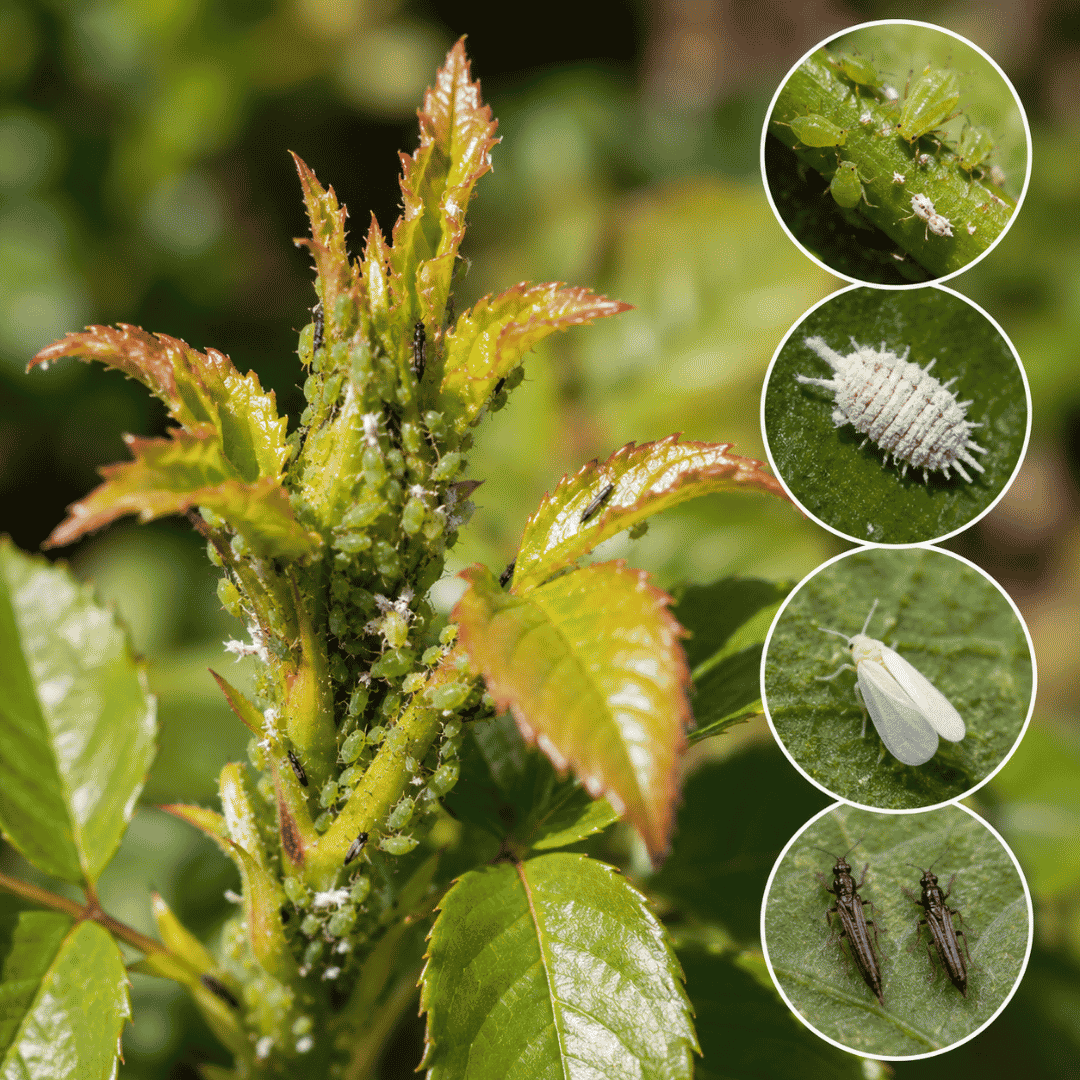 presencia-de-insectos-en-brotes-jardin-madrid Brotes jóvenes de una planta infestados por pulgones e insectos chupadores como cochinillas, mosca blanca y trips en un jardín de Madrid.