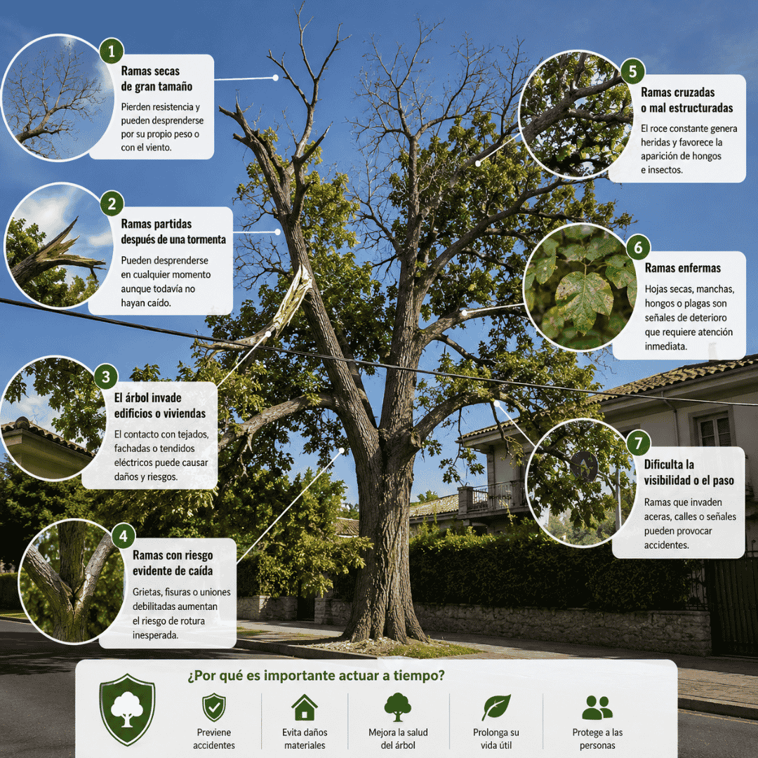 Infografía con las principales señales que indican que un árbol necesita una poda urgente en Madrid, como ramas secas, ramas partidas, ramas enfermas, ramas cruzadas, riesgo de caída e invasión de viviendas.