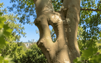 Inosculación y anastomosis en árboles: cuando la naturaleza crea formas únicas