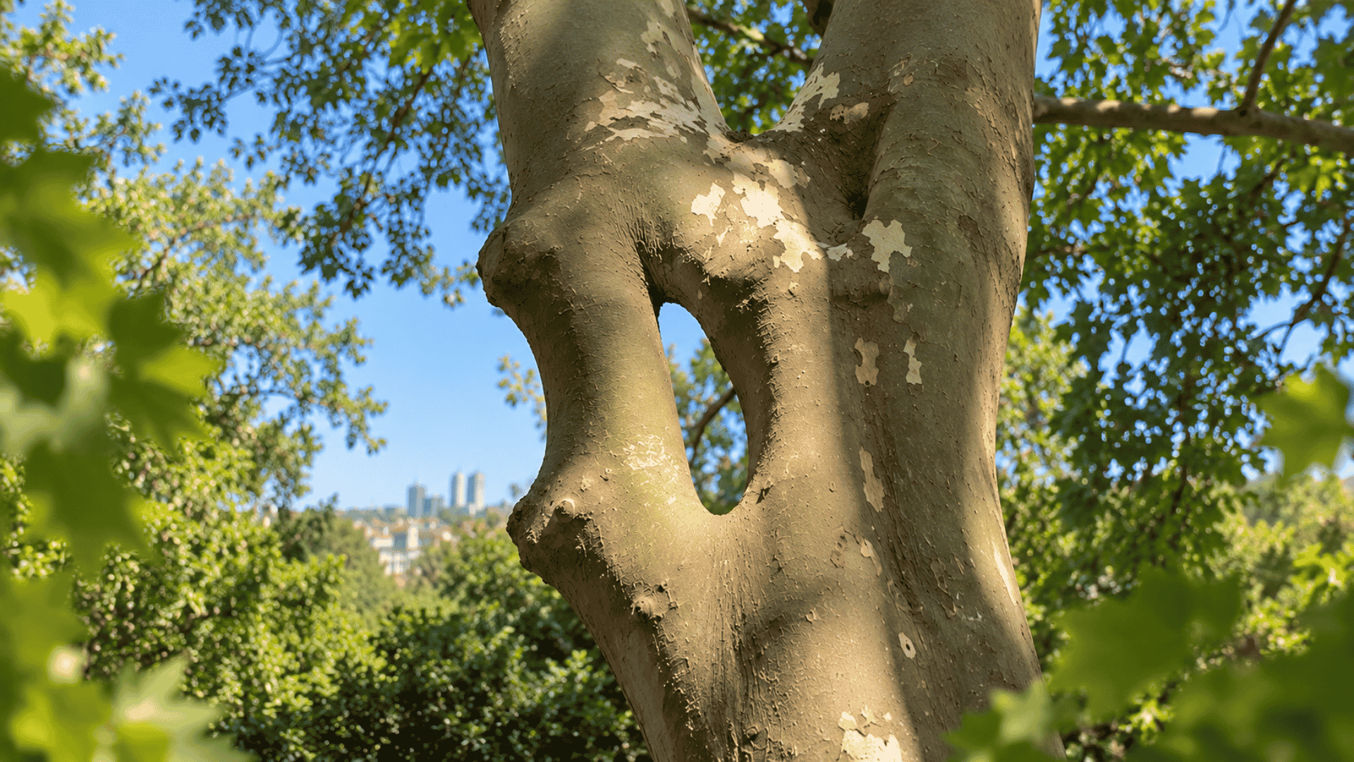 Troncos de árbol fusionados por inosculación en Madrid