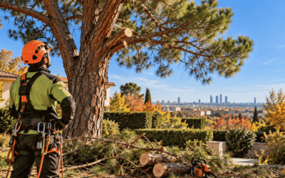¿Qué permisos se necesitan para talar un árbol en Madrid? Normativa, autorizaciones y claves para evitar sanciones